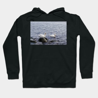 Romantic couple of swans on the Baltic sea Hoodie